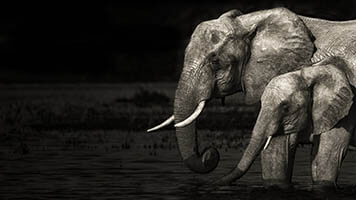 Es heißt, dass  Elefanten ein gutes Gedächtnis haben, aber du wirst unser schönes Hintergrundbild mit Elefanten sicherlich auch nicht vergessen! Du kannst es  durch einem einfachen Klick auf deinem Startbildschirm herunterladen und dich auf dieser Weise der Abbildung der wilden Natur mit Elefanten erfreuen.