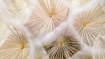 If you like this Dandelion Seeds theme you can easily set it for free on your homepage and enjoy the beauty of nature. The Dandelion Seeds theme comes with its own personalized color set.