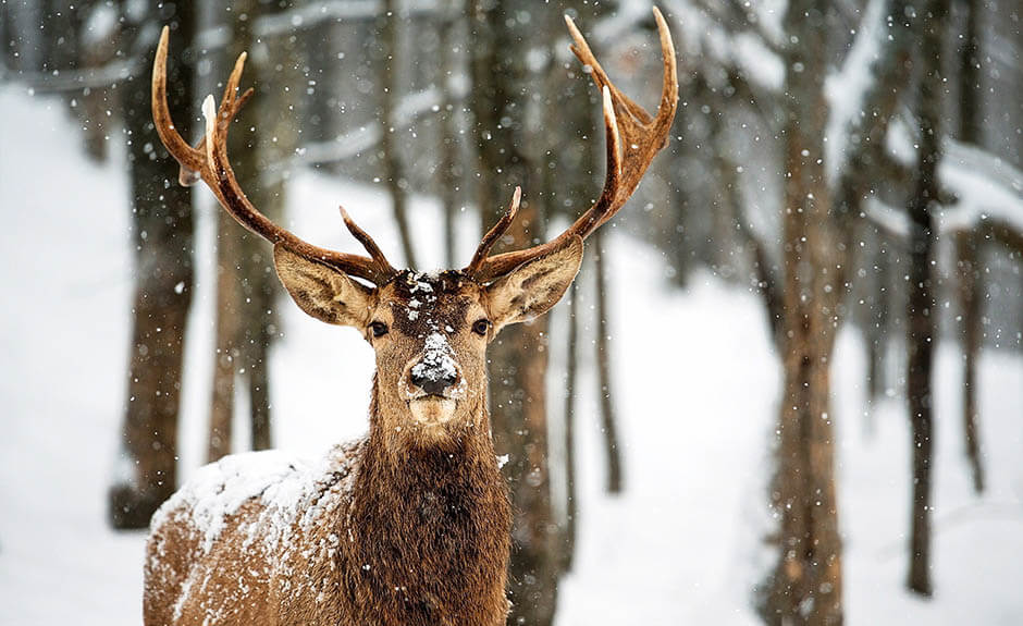 O que é seu animal favorito do Papai Noel?  A Rena! Baixe estes  fundos de tela  com paisagens de inverno e não se esqueça  o fundo de tela  cheia de ternura da rena.