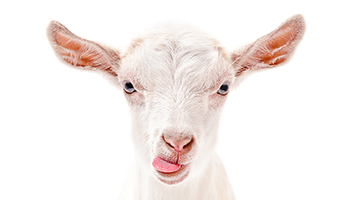 Stick your tongue out like this cute goat and have a laugh! Good times are coming! Set the Goat theme and start being silly, we know it's perfect for your mood!