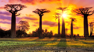 You'll need to bring all your friends if you want to hug this baobab trees! They're as big as they get but none the less beautiful and just a majetic thing to watch! We know they grow only in certain areas of the world that's why we brought them closer to you with the Baobab theme!