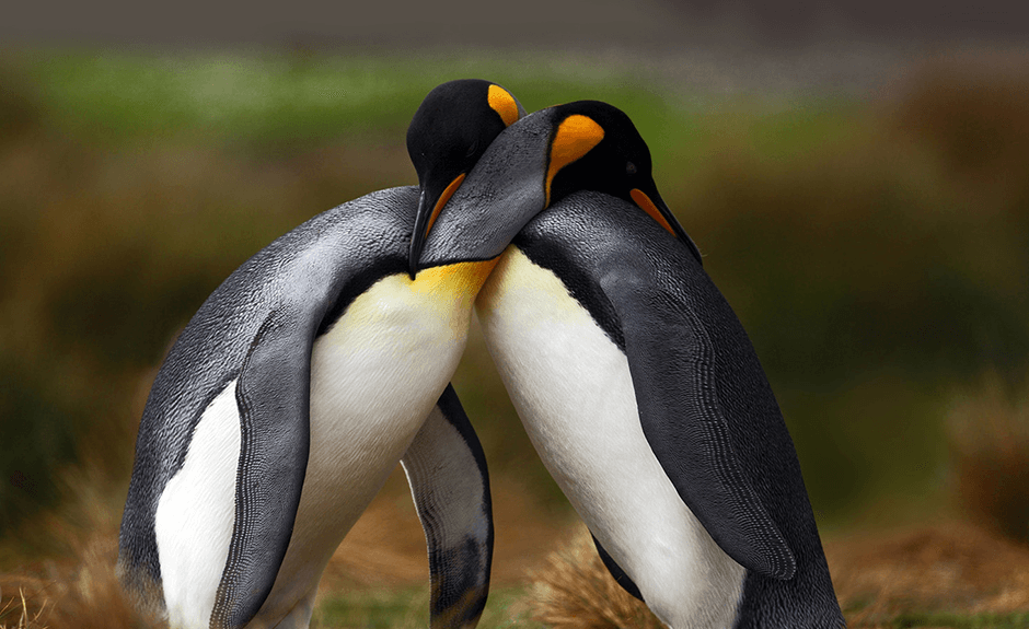 Are you as in love as these two love birds? Then try the Penguin Love theme on your homescreen! It's perfect for those days when you just want to stay in and cuddle with your loved one!