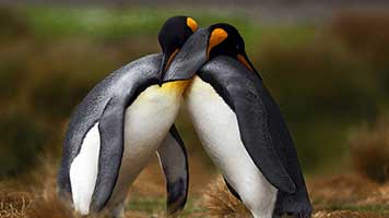 Bist du genauso verliebt, wie die beiden Vögel? Dann versuch auf deiner Startseite das Thema, Pinguinliebe genannt! Es ist genau das Richtige făr diejenigen Tage, an denen du einfach zu Hause bleiben willst, um dich mit der geliebten Person zu kuscheln!