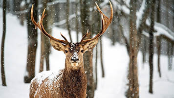 O que é seu animal favorito do Papai Noel?  A Rena! Baixe estes  fundos de tela  com paisagens de inverno e não se esqueça  o fundo de tela  cheia de ternura da rena.