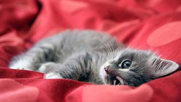 Diese Katze im roten Samt liebt das Kuscheln in einem bequemen Platz. Nicht wahr? Wenn ja, stellen Sie einfach die Katze in Red Velvet Hintergrundbild auf Ihrem Startbildschirm und lassen Sie uns über die Kälte draußen vergessen!