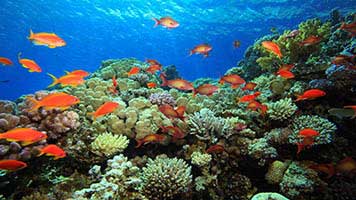 Wäre es ist nicht toll, wenn du alle Fische im Meer sehen könntest? Setze das Hintergrundbild Meeresfische auf deinem Startbildschirm und sei bereit für die wildesten Unterwasser-Abenteuer!
