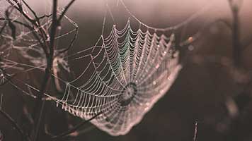 Beware a predator is waiting in the shadow for you to get caught in the web! So stay safe in your house and just set the Web theme on your homepage! The big bad spider won't get to you this way!