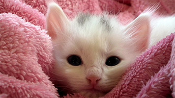 Zu kalt draußen? Wickeln Sie sich in einer gemütlichen Decke wie diese nette Miezekatze ! Oder Sie können einfach Stellen Sie die Kätzchen in einer Decke Hintergrundbild auf dem Startbildschirm und spüren Sie die Wärme dieses kleinen Kätzchen!