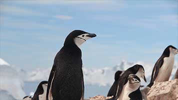 Betrete die wilde Tundra! Diese netten Pinguine werden dir den Weg weisen! Stelle das Thema Pinguin ein und du kannst die unbekannte Vereisung entdecken!