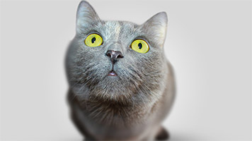 Schau, die graue Katze ist bereit für den Angriff! Bleiben Sie aus dem Weg, weil sie Beute ist schlau und es könnte weg. Die Graue Katzen-Hintergrundbild ist für Katzenliebhaber und Nervenkitzel-Sucher perfekt!