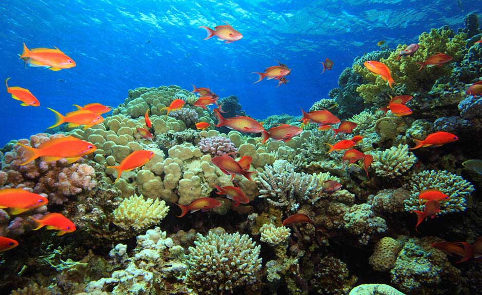 Peces Quietos En El Fondo Del Acuario