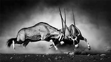 Step into the wild with the Antelope Fight theme! Explore the wild life but stay out of the way, this is fight for supremacy! Pick the Antelope Fight theme and choose your favorite fighter!