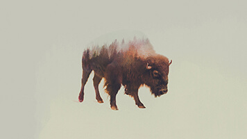 Choose the beautiful Winter Buffalo wallpaper from the UR Browser catalog, it's ideal for those cold days when you want to stay inside. Get this free Winter Buffalo wallpaper on your computer and don't let the frost bite!