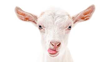 Stick your tongue out like this cute goat and have a laugh! Good times are coming! Set the Goat theme and start being silly, we know it's perfect for your mood!