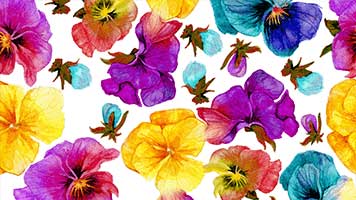 Wenn du Blumen liebst, haben wir das perfekte Hintergrundbild für dich! Wähle das Thema Blumen aus unserem Katalog aus und genieße die Schönheit der weiblichen Muster!