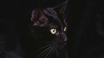 Mais escuro do que a noite e mais bonito do que nunca, você pode adivinhar o que estamos falando? É o fundo de tela Gato Preto da Noite! Ajuste-o para livre em seu tela inicial e expresse seu amor para gatos pretos!