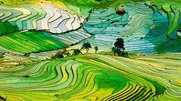 Experience the beauty of the rice fields. Get this free Rice Fields wallpaper on your computer and have a great virtual trip!