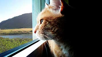 Se você é tão curioso quanto este gato, nós temos o papel de parede perfeito para você! Defina o fundo de tela Gato Olhando na Distância do gato em sua tela inicial e alimente sua mente curiosa!