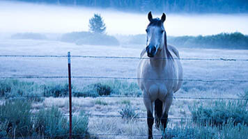 Se você gostar de cavalos azuis , então baixe gratuitamente  este fundo de tela, cavalo azul, para o seu computador. É perfeito para os  dias de Inverno ou para momentos quando você  se sente assim azul como o     cavalo !