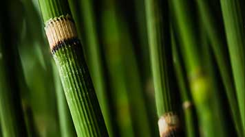 Enjoy this beautiful Bamboo wallpaper on your homepage and recharge your batteries for those everyday obstacles! The Bamboo wallpaper is free to use and works best with all the green color sets.