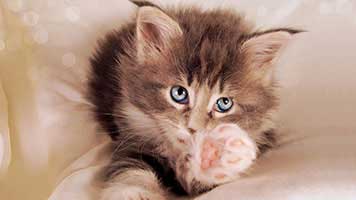 Haben Sie sich jemals eine Katze gewünscht, aber Sie hatten nicht die Zeit, sich darum zu kümmern? Wir haben eine Lösung für Sie! Stellen Sie das Kätzchen Hintergrundbild auf Ihrem Startbildschirm und machen Sie Ihren Wunsch wahr!