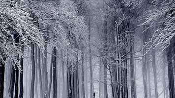 Step into the winter forest where the trees are covered in snow! The landscape reminds of the frozen siberian forests! Set the Winter Forest wallpaper on your homepage, and don't let the frost bite you.