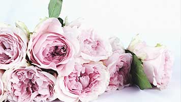 Wenn du die Natur liebst und du gern Blumen im Haus hast, dann ist das Hintergrundbild Rosa genau das Richtige făr dich! Stell es kostenlos auf deiner Startseite ein und vergiss nicht, dass viele Farbtöne dazu passen!