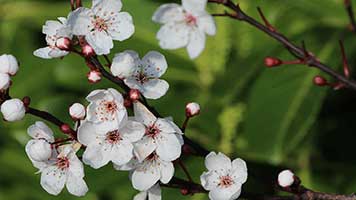 Celebrate the coming of Spring with this fresh Apple Blossom theme! Everything is green and lush again! So style your homepage with the Apple Blossom theme and enjoy the heart warming beauty of the most beautiful season.