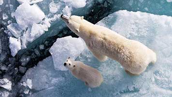 Die Bären gefallen uns allen, aber wir müssen zugeben, dass wir die Eisbären am liebsten haben! Possierlicher denn je, versuche unser Hintergrundbild mit dem Thema Eisbär und schon kann du den Winterfrost spüren! Das Hintergrundbild Eisbär verfügt über seine eigene Farbpalette.