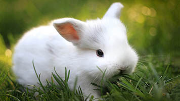 If you like cute white bunnies, get this free white bunny wallpaper on your computer. White bunnies are so fluffy and cute to have around! Why not have one on your homepage? It comes with its own color set, too!