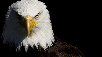 Get you eagle eye on this cool theme! Set the Eagle wallpaper on your homescreen and enjoy the true beauty of nature!