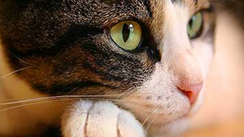 Você está tão perdido no pensamento como o gato ponderando? Se sim, basta definir o fundo de tela Ponderando Gato em sua tela inicial e ela vai ajudá-lo a tomar uma decisão em nenhum momento!
