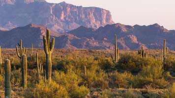 What's spiky but it doesn't sting? For sure it's the Cactus View wallpaper! Set it on your computer and enjoy the arid landscapes from the Cactus View wallpaper!