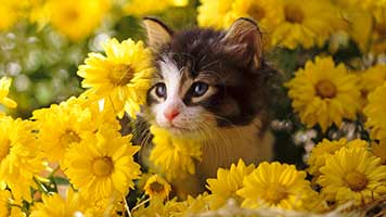 Sogar Katzen lieben Blumen, zum Beispiel diese kleine Katze im Blumenbeet. Es kann einfach nicht weg von Blumen und Pflanzen bleiben! Wenn Sie Blumen und Tiere auch mögen, setzen Sie die Katze im Blumenbeettapete auf Ihr Startbildschirm.
