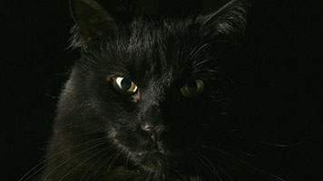 Diese Katze kann niedlich aussehen und flauschig, aber in Wirklichkeit ist es ein winziges Raubtier! Schauen Sie näher und Sie sehen die feline Instinkte! Stellen Sie die Raubkatze Hintergrundbild auf Ihrem Startbildschirm, wenn Sie die wilde Schönheit der Natur genießen wollen!