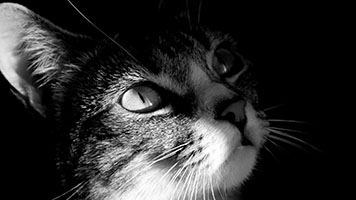 Se você gosta do fundo de tela Gato na Sombra você pode facilmente usá-lo em sua tela inicial. Apenas defina o fundo de tela Gato na Sombra com um clique e desfrute dos animais no nosso catálogo.