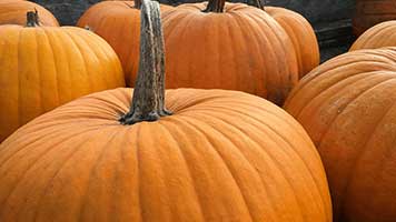 Der Herbst hat keinen Zauber ohne dem Geruch des gebackenen Kürbis! Betrete also dieses Thema, Kürbis genannt! Du kannst ihn nicht wirklich probieren, du kannst aber seinen Anblick genießen!