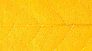 When there's plenty o leaves on the ground, it means it's Autumn. Celebrate the comming of autumn with the Autumn 2D wallpaper. If you like the Autumn wallpaper you can easily set it on your homepage with just one click.