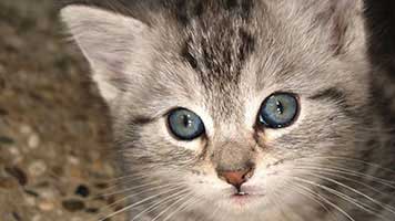 Dê uma olhada nos olhos azuis deste gato bonito e você encontrará um amigo para a vida! Tudo que você tem a fazer é definir o fundo de tela Gato de Olhos Azuis em sua tela inicial e deixar a amizade começar!