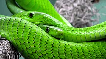 Nicht alle Schlangen sind gefährlich! Wenn wir zum Beispiel an das Thema Schlange denken, wissen wir, dass es wundervoll und farbig ist, dazu tuen uns die Schlangen nicht weh! Stelle dieses Thema auf deiner Startseite ein, um tropische Abenteuer zu erleben!