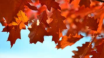 Autumn is here and the maple leaves are most beautiful in this time of the year! Set the Maple Leaves wallpaper on your homepage and let's celebrate the coming of Autumn!