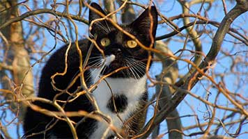 Rufen Sie die Feuerwehr, gibt es Katze in einem Baum stecken! Sie scheint nicht sehr ängstlich, aber trotzdem sollten wir ihr helfen. Wir rufen die Behörden und Sie sollten die Katze in einem Baum Hintergrundbild auf Ihrem Startbildschirm setzen und ein Auge auf die stecken Kätzchen.