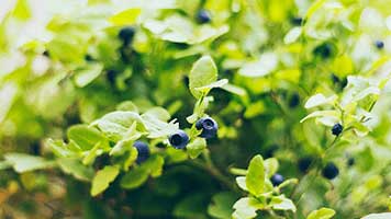 What's your favorite fruit? Of course, the huckleberry! It's so purple and yummy, almost to pretty to be eat! So set the Huckleberry theme on your homepage if you have a craving for this tasty fruit!
