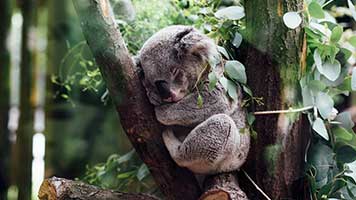 Have you ever seen a koala bear? If not, try the Koala Bear wallpaper on your homepage and start getting used to having the wild life one step closer!