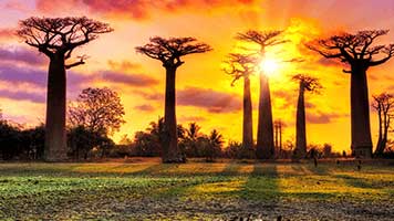 You'll need to bring all your friends if you want to hug this baobab trees! They're as big as they get but none the less beautiful and just a majetic thing to watch! We know they grow only in certain areas of the world that's why we brought them closer to you with the Baobab theme!