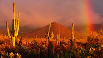 If you like the Desert Rainbow wallpaper you can easily get it for free on your homepage! The Desert Rainbow wallpaper works very good with all the warm color sets!