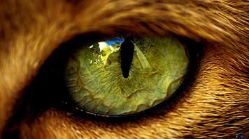 O olho de gato é um dos órgãos de visão mais evoluídos no reino animal, perfeito para o tempo noturno e caça, é no entanto bonito. Se você admira os olhos felinos certifique-se de definir o fundo de tela Olho de Gatot em seu tela inicial.