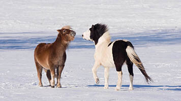 Man muss nicht unbedingt Kind sein um Ponys zu lieben! Versuche unser Ponys-Hintergrundbild und beweise deine Liebe für diese kleinen Pferdchen. Setze es kostenlos auf deinem Startbildschirm und teile es mit anderen Ponyliebhabern.