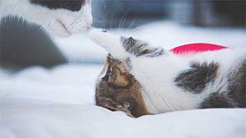 This little kitten loves to play with its mother. If you like to watch them having fun you should use the Cat and Kitten wallpaper on you PC. It's free and easily to use and we didn't mention even how cute it is!