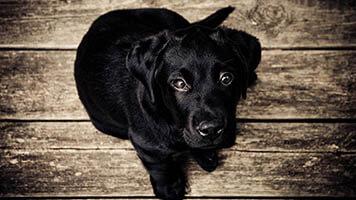 Kannst du dem Schwarzen Labrador nein sagen? Sicherlich nicht! Setze das Hintergrundbild Schwarzer Labrador kostenlos auf deiner Startseite und teile es mit anderen Liebhabern von schwarzen Labradoren!